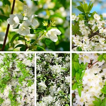 Cherry blossoms in spring Stock Photos