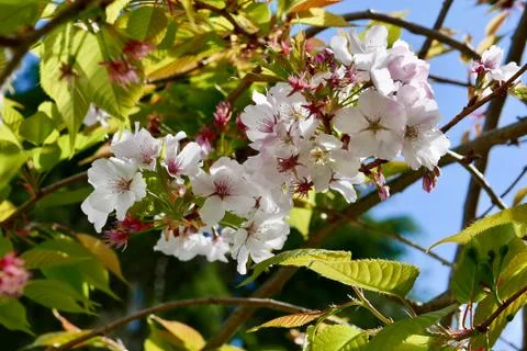Cherry Blossoms in Spring Stock Photos