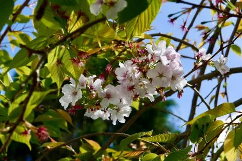 Cherry Blossoms in Spring Stock Photos