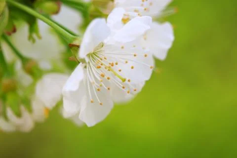 Cherry blossoms in spring . Stock Photos
