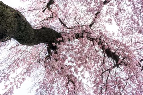 Cherry blossoms in spring Stock Photos