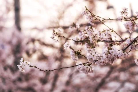 Cherry blossoms in spring Stock Photos