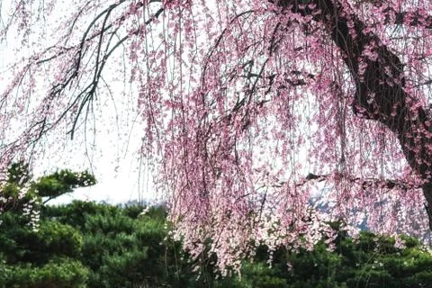 Cherry blossoms in spring Stock Photos