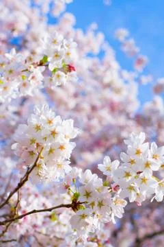 Cherry Blossoms of Spring Stock Photos