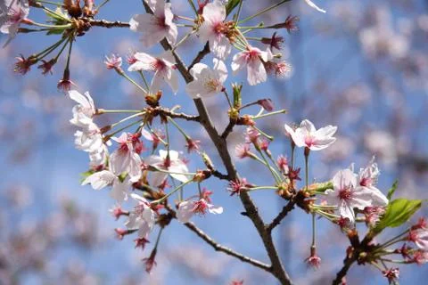Cherry Blossoms in Spring Stock Photos