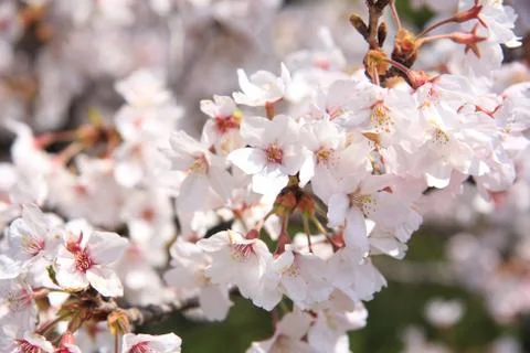 Cherry Blossoms in Spring 写真素材