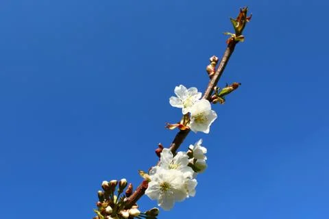 Cherry blossoms in the spring Stock Photos