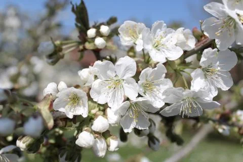 Cherry blossoms in the spring Stock Photos