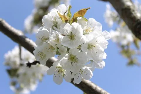 Cherry blossoms in the spring Foto stock