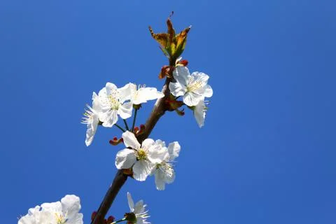 Cherry blossoms in the spring Stock Photos