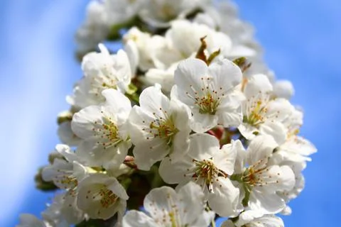 Cherry blossoms in the spring Stock Photos