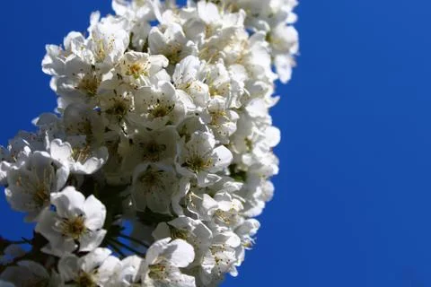 Cherry blossoms in the spring Stock Photos