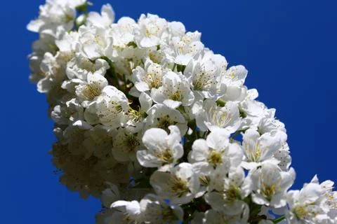 Cherry blossoms in the spring Stock Photos