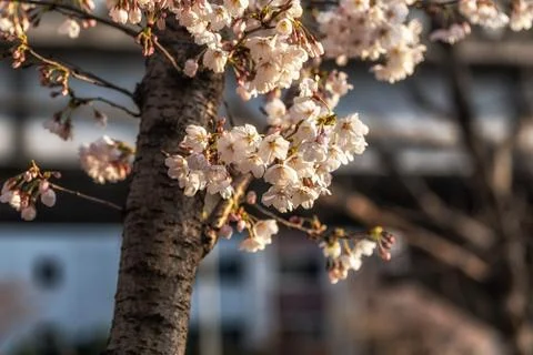 Cherry blossoms in spring Stock Photos
