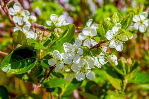 Cherry blossoms in spring Fotos de archivo
