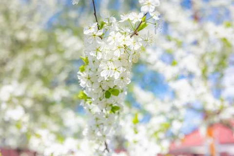 Cherry blossoms in spring Photos