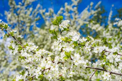 Cherry blossoms in spring Фото