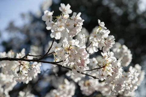 Cherry blossoms in the spring. Stock Photos