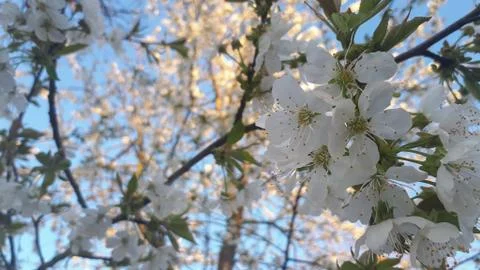 Cherry blossoms in spring time. Seosonal background with white flower on cher Stock Photos