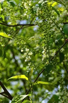 Cherry blossoms in spring in the Urals Stock Photos