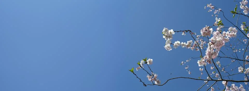 Cherry blossoms in the springtime, panoramic, large copy space Stock Photos