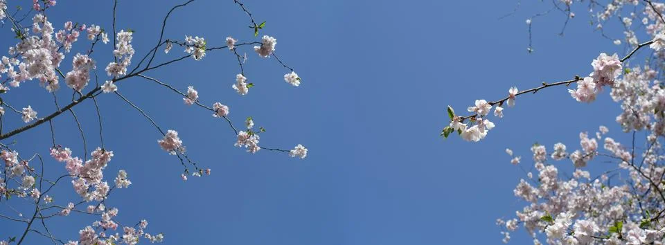 Cherry blossoms in the springtime, panoramic, large copy space, springtime Stock Photos