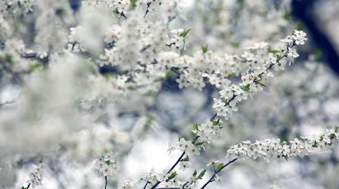 Cherry blossoms in springtime. Sliding camera Stock Footage 47667813