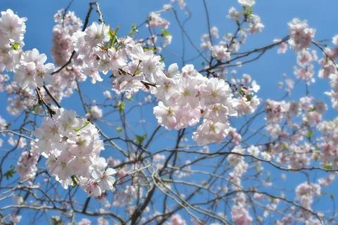 Cherry blossoms in the springtime,selective focus, springtime and seasonal Stock Photos