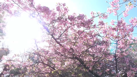 Cherry blossoms with sun flare. Pan shot. Cerasus lannesiana&amp;nbsp;Carrière. 4K Stock Footage 149812936