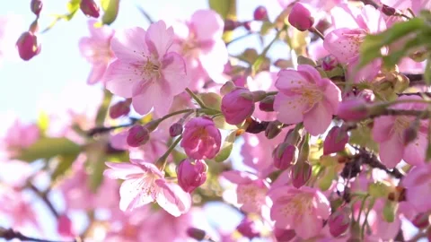 Cherry blossoms with sun flare. Sakura. Cerasus lannesiana Carrière. 4K 動画素材 329963602
