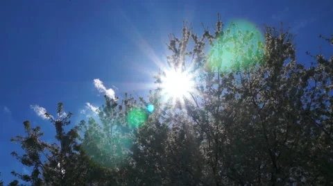 Cherry blossoms in the sun 動画素材 67899374