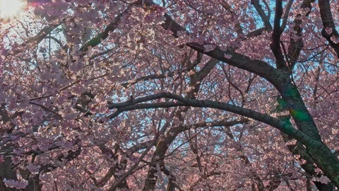 Cherry blossoms with sun in Nagano, Japan Video stock 106941377