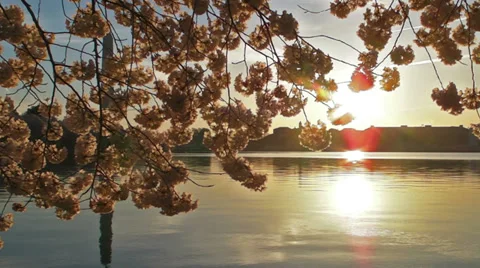 Cherry Blossoms - Sunlight Shines through Blosoms Video stock 38603594