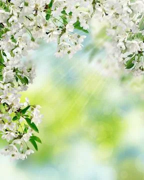 Cherry blossoms in the sunlight. Spring day in the garden. Foto stock