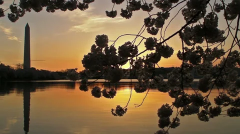 Cherry Blossoms - Sunrise Stock-Footage 38576779
