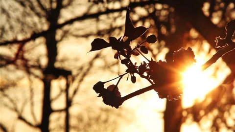 Cherry blossoms at sunset Stock Footage 90089151