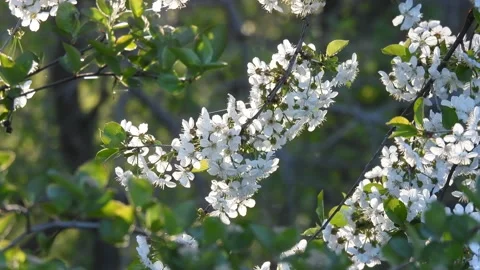 Cherry blossoms at sunset in the garden Stock Footage 159126034