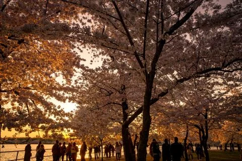 Cherry Blossoms at Sunset Stock Photos