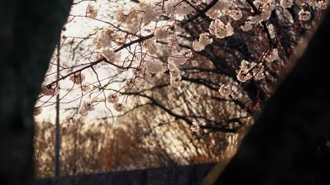 Cherry Blossoms at sunset through a tree trunk Stock Footage 172246880
