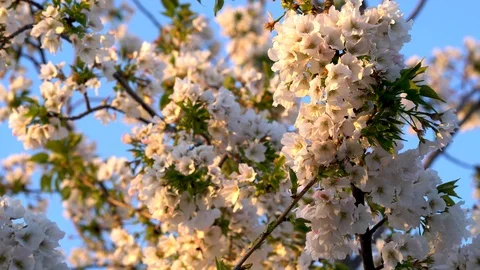 Cherry Blossoms in the Sunset Turning Yellow with a Light Blue Sky - 4K Stock Footage 107002933