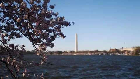 Cherry blossoms sway in the wind at the Tidal Basin Stock Footage 126737824