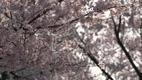 Cherry Blossoms Swaying n the Wind at Sunset (Slow Motion) Stock Footage 148100926