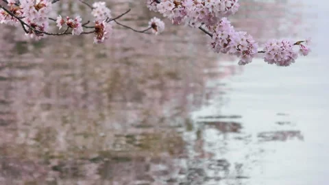 Cherry blossoms swaying on the surface of the river Stock Footage 144721424