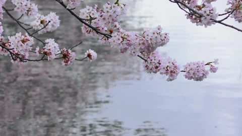 Cherry blossoms swaying on the surface of the river Stock Footage 144721565
