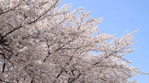 Cherry blossoms swaying in wind against blue sky Video stock 22762591