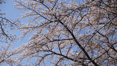 Cherry Blossoms Swaying in the Wind against the Blue Sky Stock-Footage 90270761