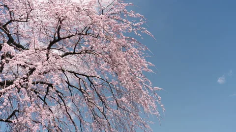 Cherry Blossoms Swaying in the Wind against a Blue Sky Stock Footage 146719697