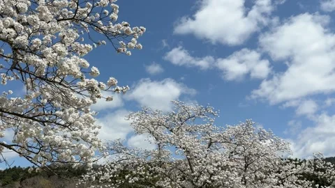 Cherry blossoms swaying in the wind blue sky Japan, Nara park 4k Video stock 306464726