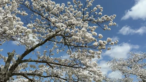 Cherry blossoms swaying in the wind blue sky Japan, Nara park 4k Video stock 306464734