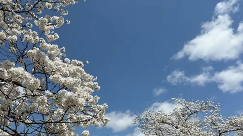 Cherry blossoms swaying in the wind blue sky Japan, Nara park 4k Video stock 306464744